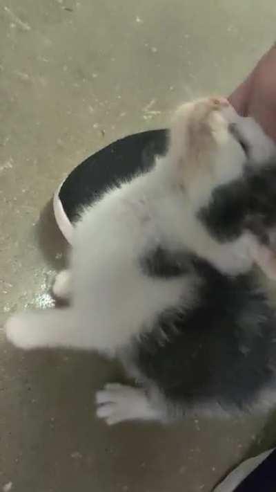 Miss Runty pleading her case