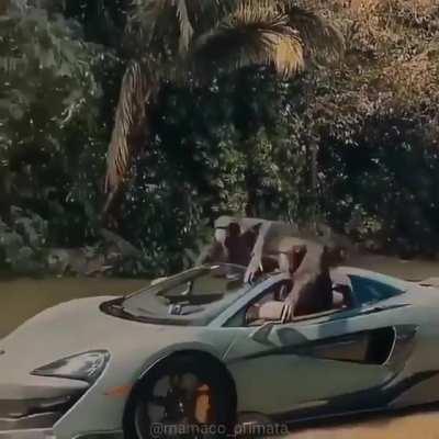 LibRight after going monke