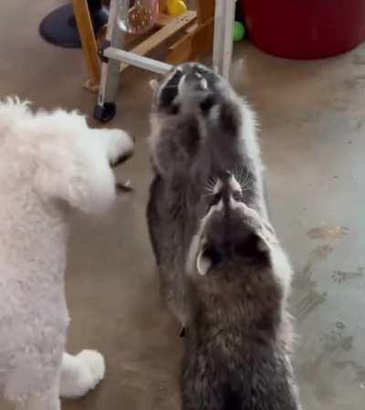 Raccoons playing with bubbles and jumping like a little kid