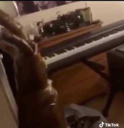 cursed_piano
