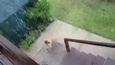 My parent's brave warrior, Bailey. Fighting... rain. He's a gentle loveable cinder block, unless you are incredibly threatening, like rain. Sorry for the bad quality, my mum's phone is crap