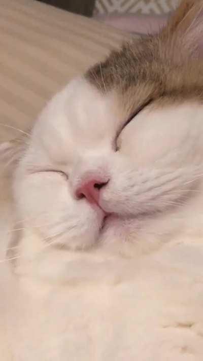 The anatomy of a sleeping boie