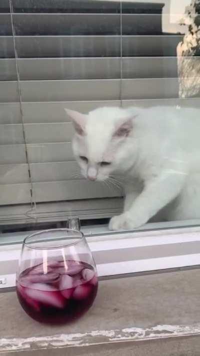 Can I try little bit?😊