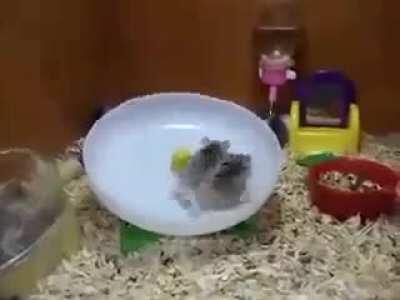 Makes me dizzy just to watch.