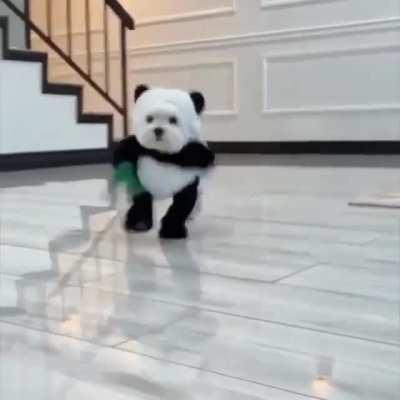 Not sure if dogs in costumes or actual Panda Bears.
