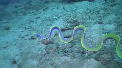 🔥 ribbon eel