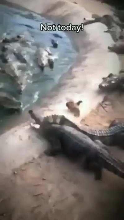 a galinha ativou seu modo ninja 🐔