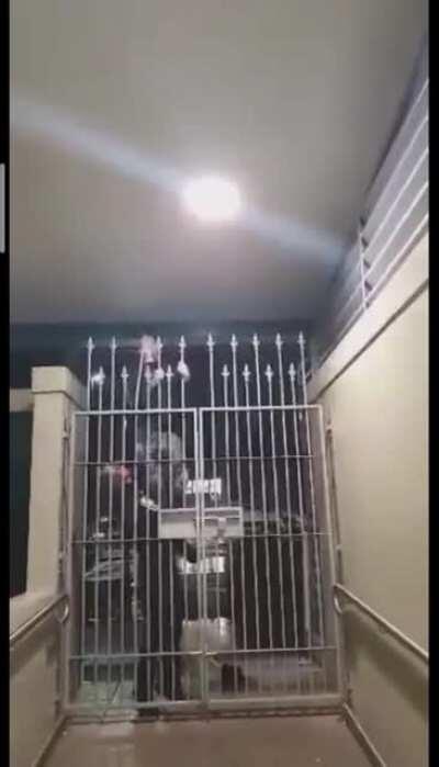 WCGW climbing over a fence