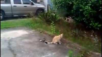 Don’t frick with cats