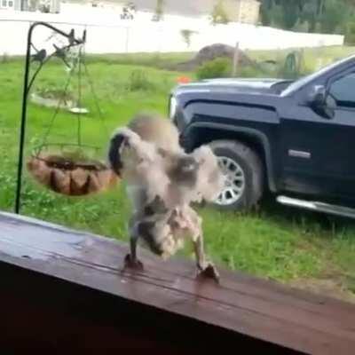 Insanity isn't exclusive to humans