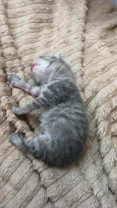 Ilegaly smoll. Unbearably precious. Not a trash. Please don't throw away kittens. Spay and neuter your cats. Keep fingers crossed for this little girl.