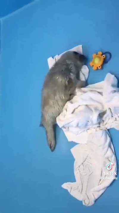 Why is this dumbass not in the water