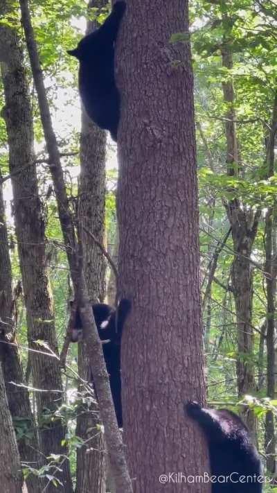 Baby bears simultaneously climbing a tree