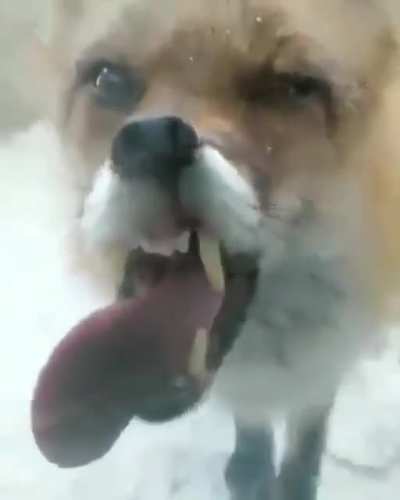 A fox infected with rabies