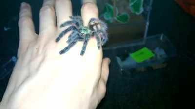 🔥 Avicularia Versicolor Tarantula
