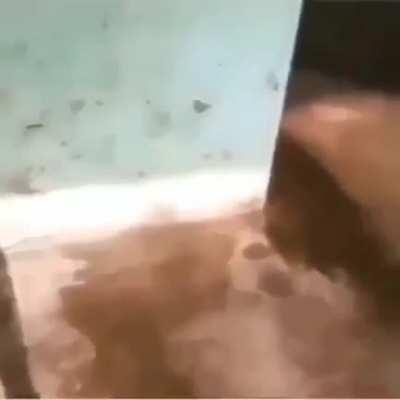 HP lovecraft feeding his cat