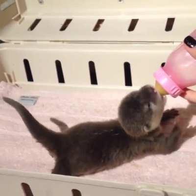 One happy, tail-wagging, bottle-fed otter.