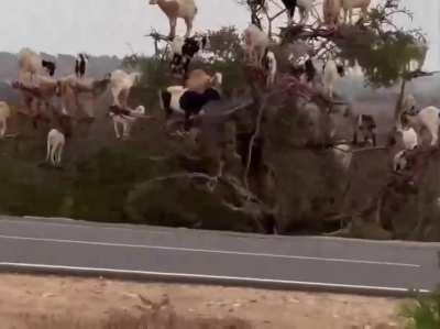 There's a place in Morocco where you can find goats perching on these trees' branches. Yes, goats on trees