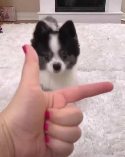 My friend sent me this, I can’t stop watching it from how adorable this is