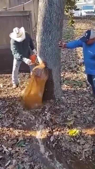 Water stuck inside the tree