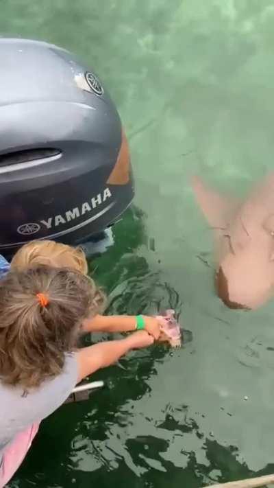 HMC whilst I feed this shark