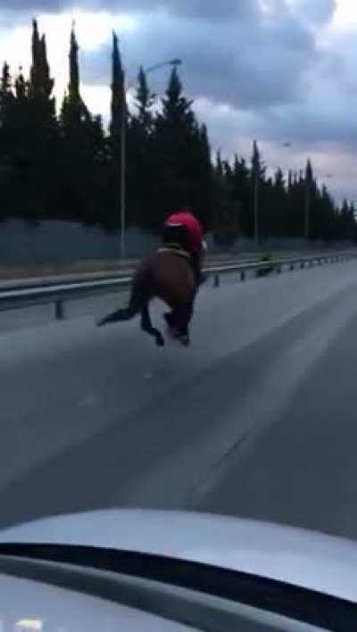 Only sympathies are with the horse.