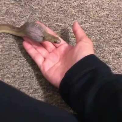 A person feeding a snake