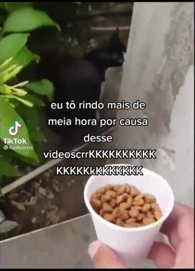Ok,quero um gato