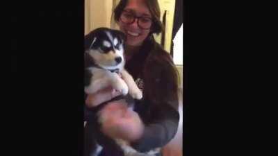 Husky puppy doesn't quite get the howling thing