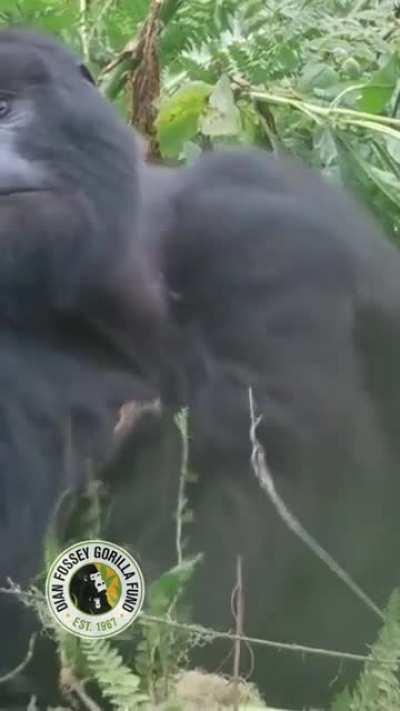 She was trying to get the Silverbacks attention