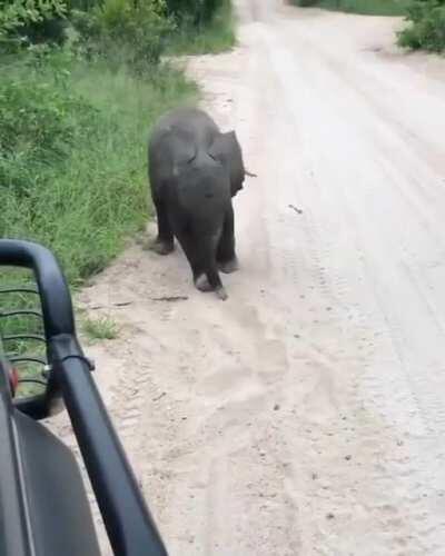 🔥 Baby elephant tries practicing his adorably terrifying charge 🔥