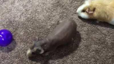 Bought our pigs a cat toy and filled it with pieces of carrot! They love it!