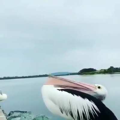 Смотри чё могу...