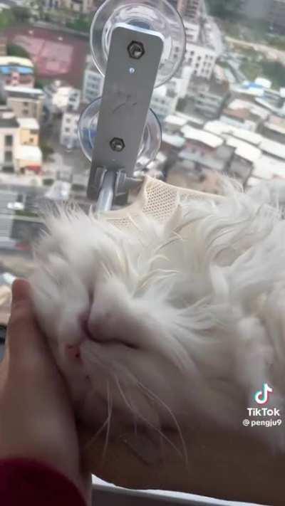 cutest activation sound (not my cat)