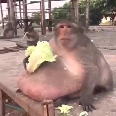 An Absolute unite of a monke