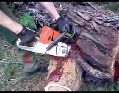 The Bloodwood tree has dark red sap. It's like something from a horror film when being chainsawed.