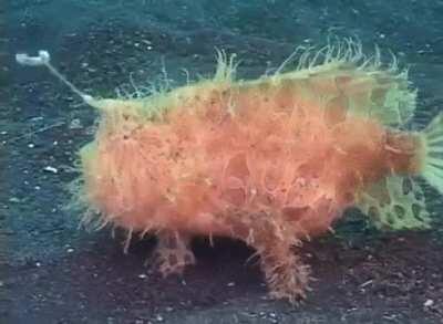 Nothing amazing, just a frogfish! 🤯