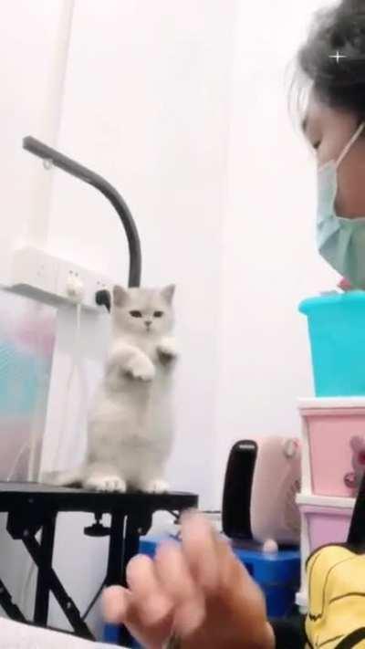 Cat.