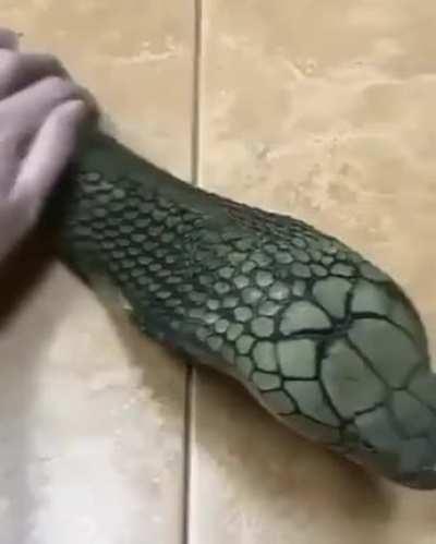 Petting the snek
