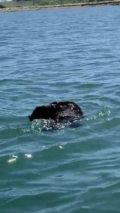 Saw this cute otter today while kayaking in Moss Landing California