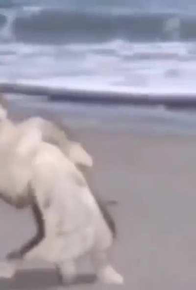 WTF gato peleando contra los defectos de hollow knight: