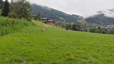 The hills are alive with the sound of doggies