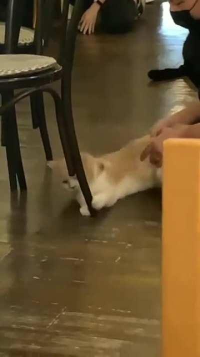 Drunk patron is forcibly removed from a restaurant