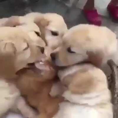 iNnOcEnT cAt MaUlEd By PaCk Of WoLvEs