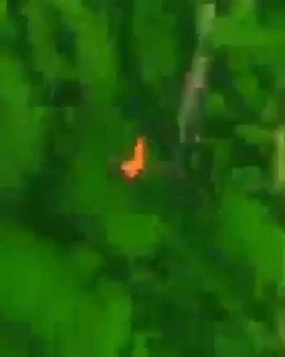 PedroDBR - Video #7690