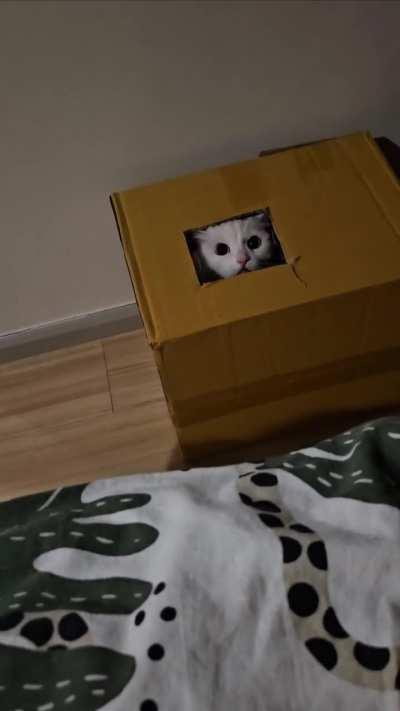 Predator attacks (for bad parody)