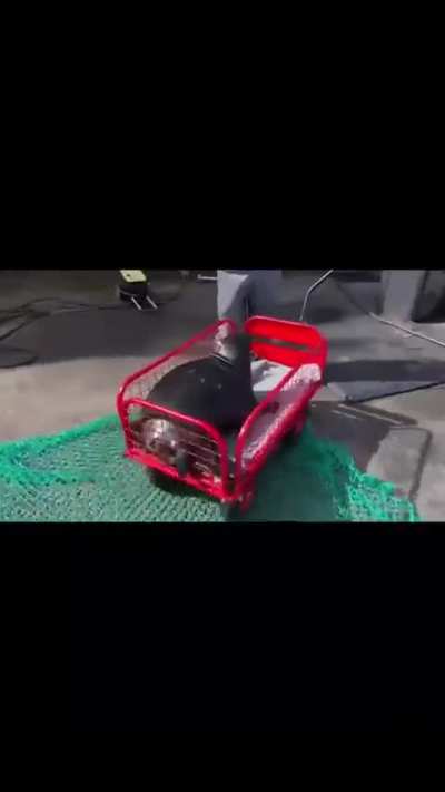 Wunkus delivery service