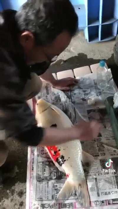 Treating the wound of an expensive Japanese Koi fish