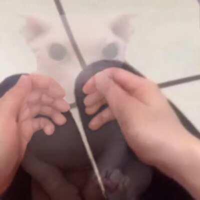 Bingus will make you happy