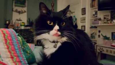 2022: my weird cat 4 u… communicating with the mothership